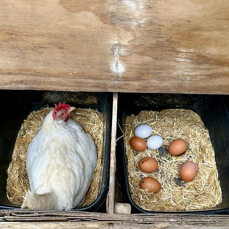 Charming Hen Cottage Countryside Retreat Lincoln Newball Екстериор снимка